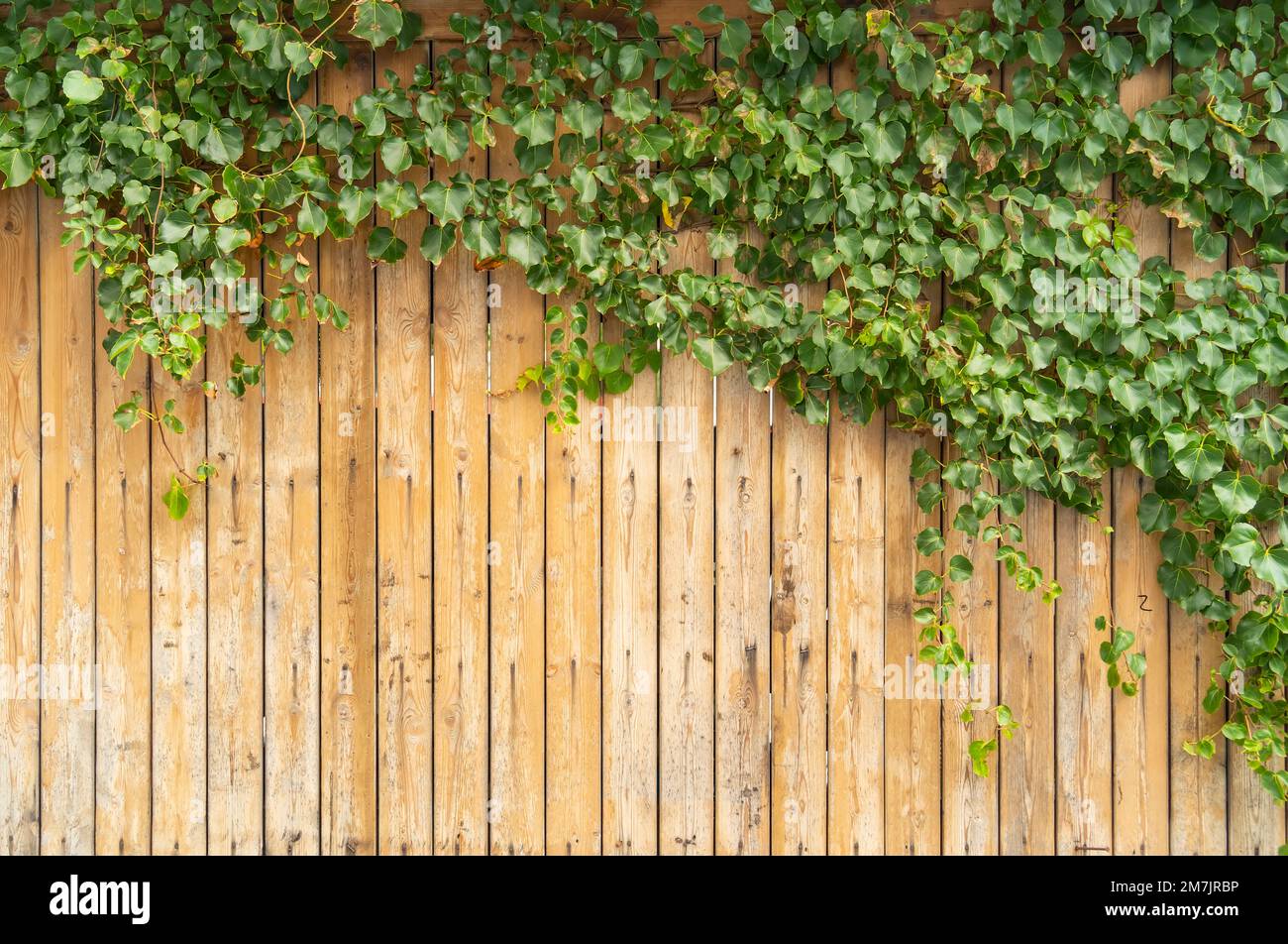 Grünes Efeu auf einem Holzzaunhintergrund. Stockfoto