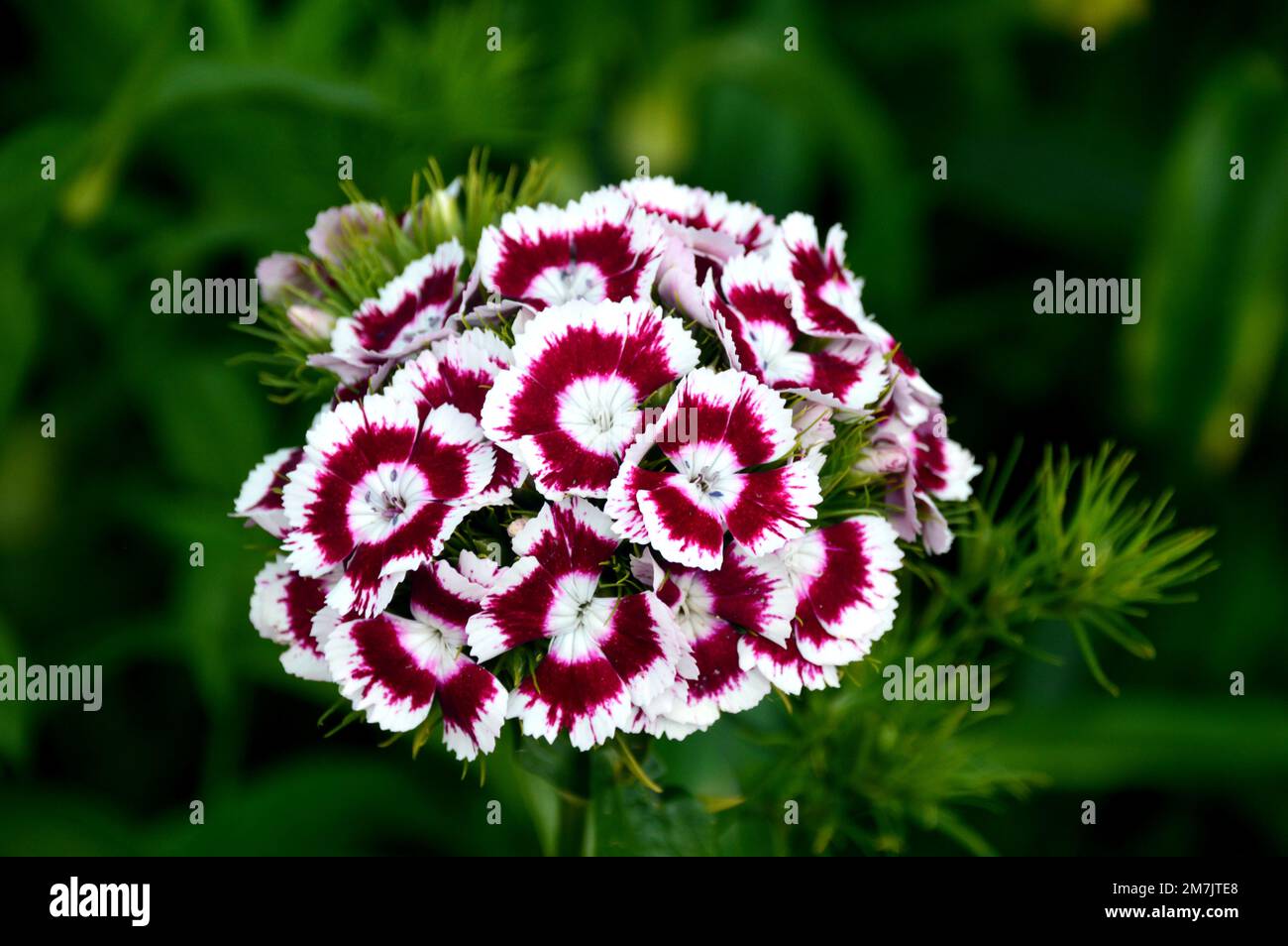 Red & White Sweet William „Dianthus Barbatus“ (Messenger) Mixed Flowers RHS Garden Bridgewater, Worsley, Greater Manchester, Großbritannien Stockfoto