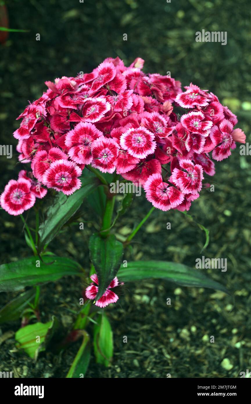 Pink & Red Sweet William „Dianthus Barbatus“ (Messenger) Mixed Flowers RHS Garden Bridgewater, Worsley, Greater Manchester, Großbritannien Stockfoto