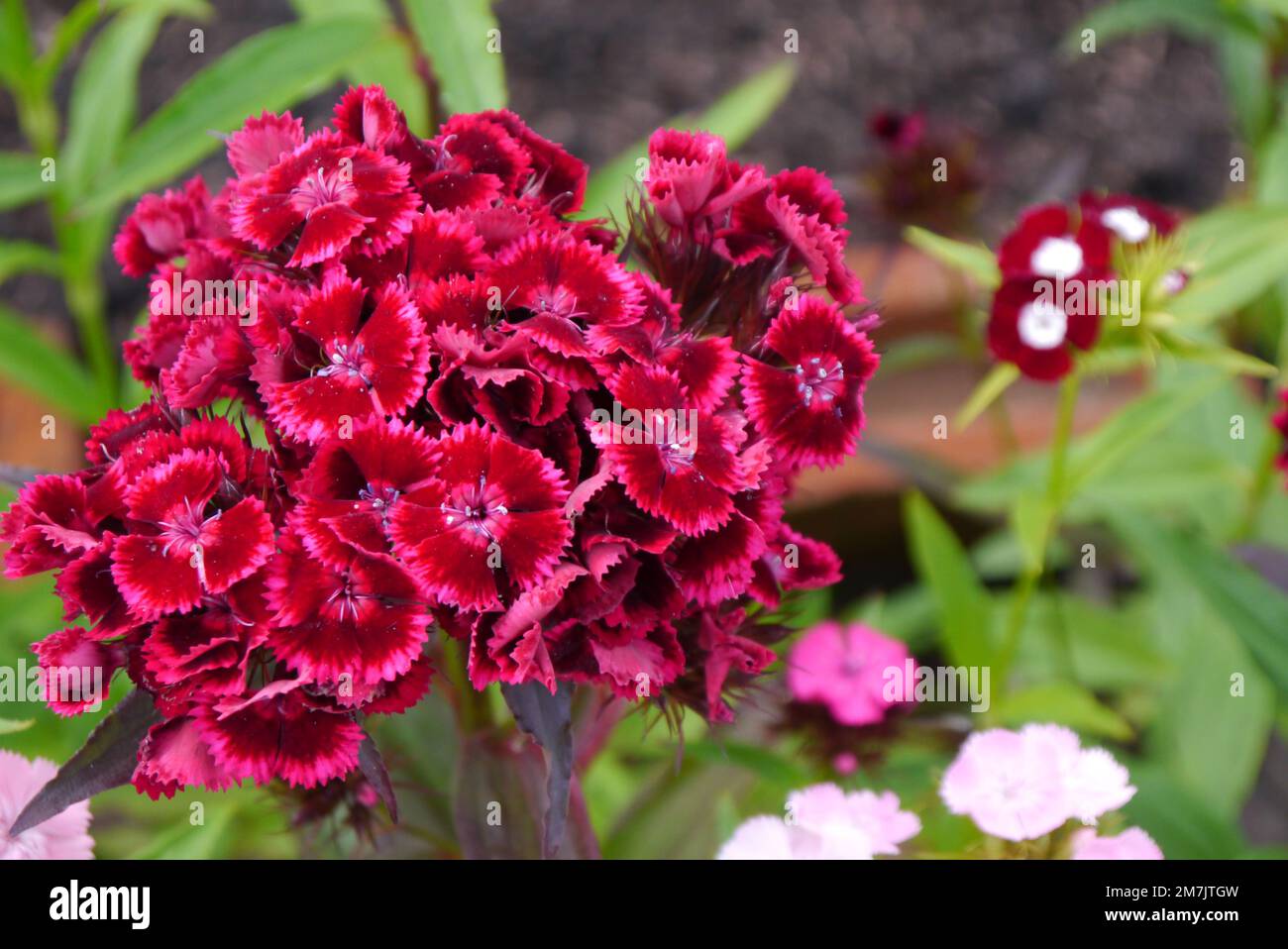 Red & Pink Sweet William „Dianthus Barbatus“ (Messenger) Mixed Flowers RHS Garden Bridgewater, Worsley, Greater Manchester, Großbritannien Stockfoto