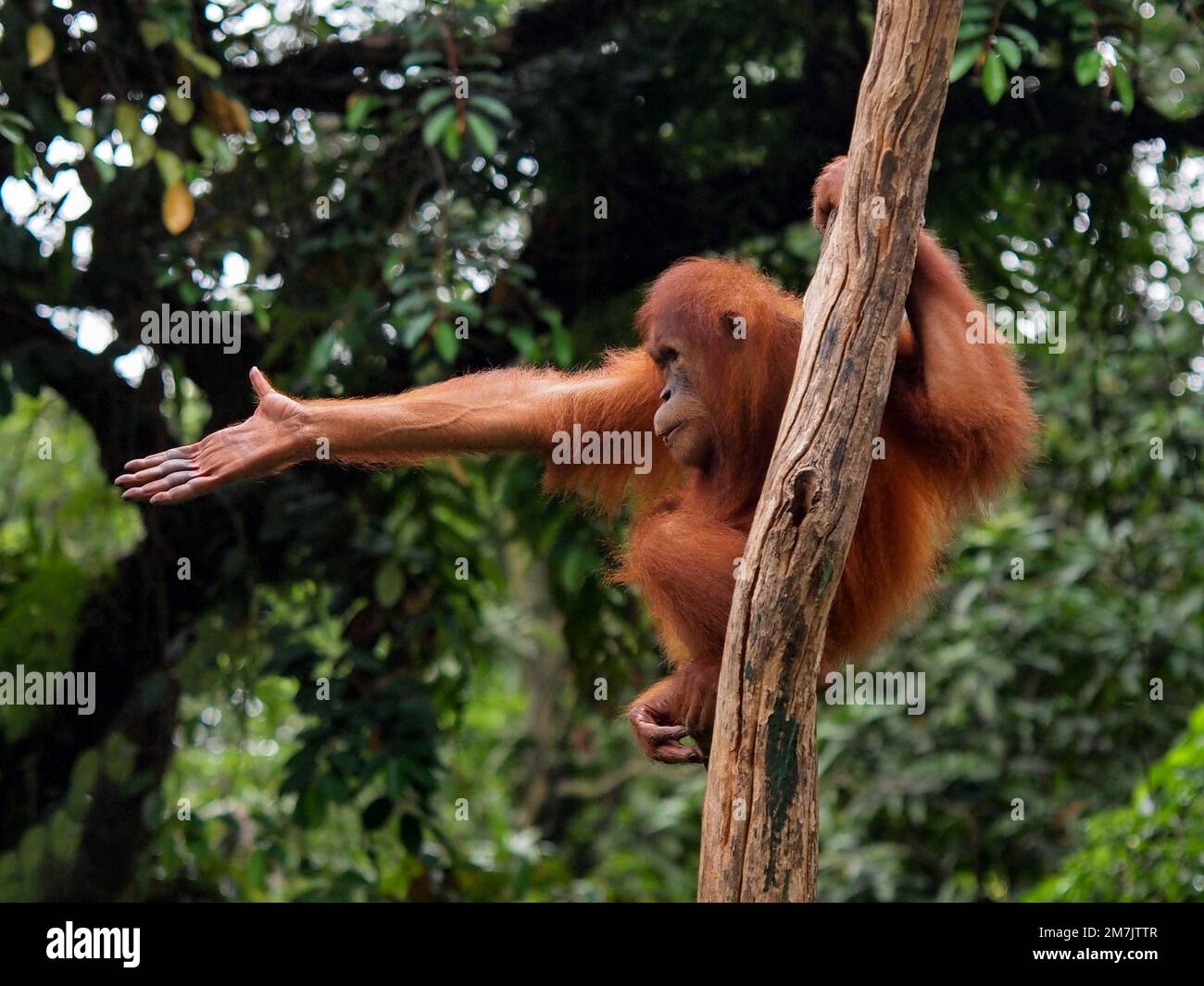 DIESER ORANG-UTAN wurde gefangen genommen, als er im Animal Park in Jakarta, Indonesien, seine anmutigen Tanzbewegungen vorführte. Stockfoto