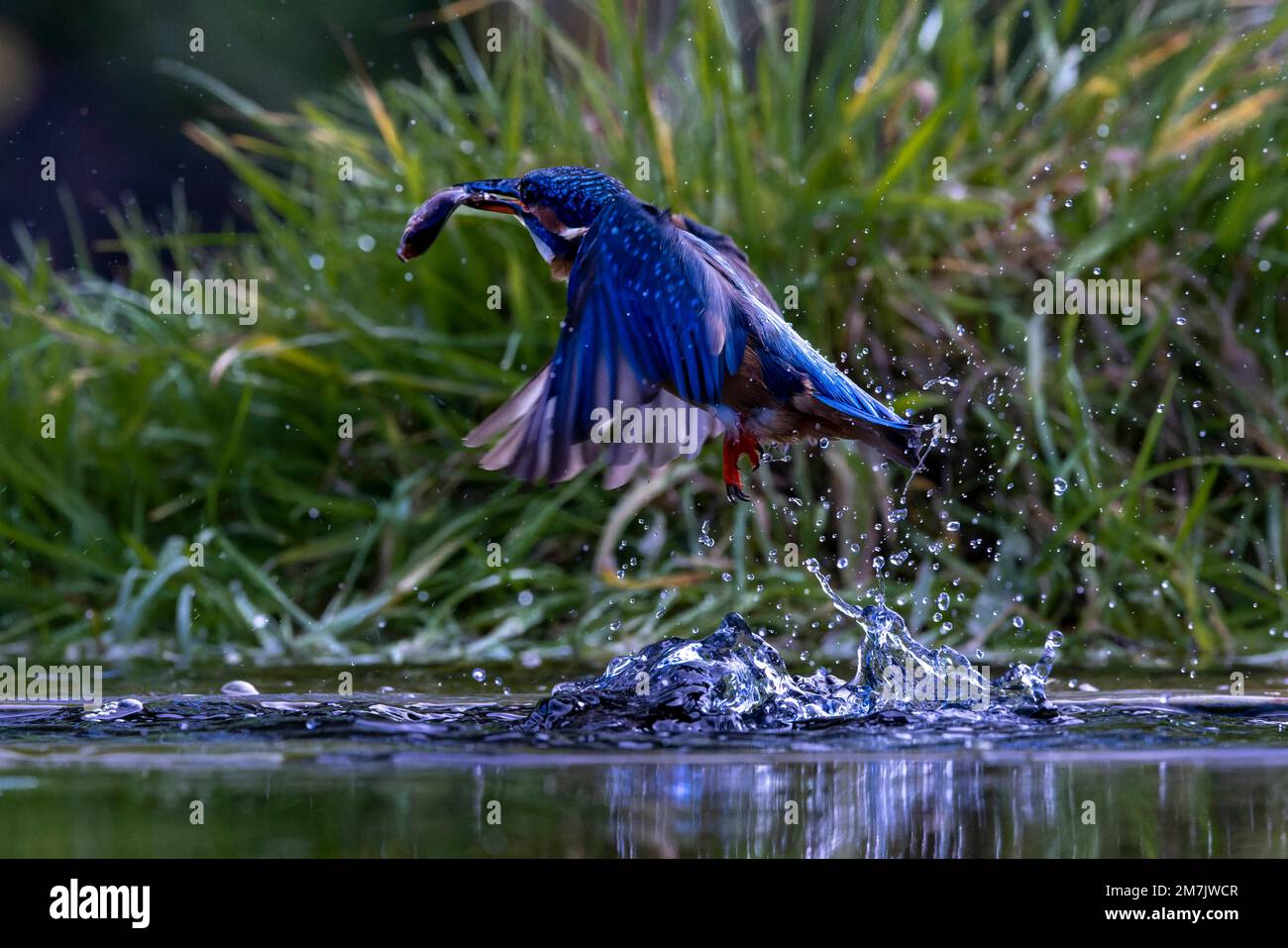 EIN AUFGEREGTER KINGFISHER wurde gefangen, als er schnell ins Wasser und aus dem Wasser tauchte, um seine Fische des Tages in der Nähe von Birmingham, England, zu fangen. Stockfoto