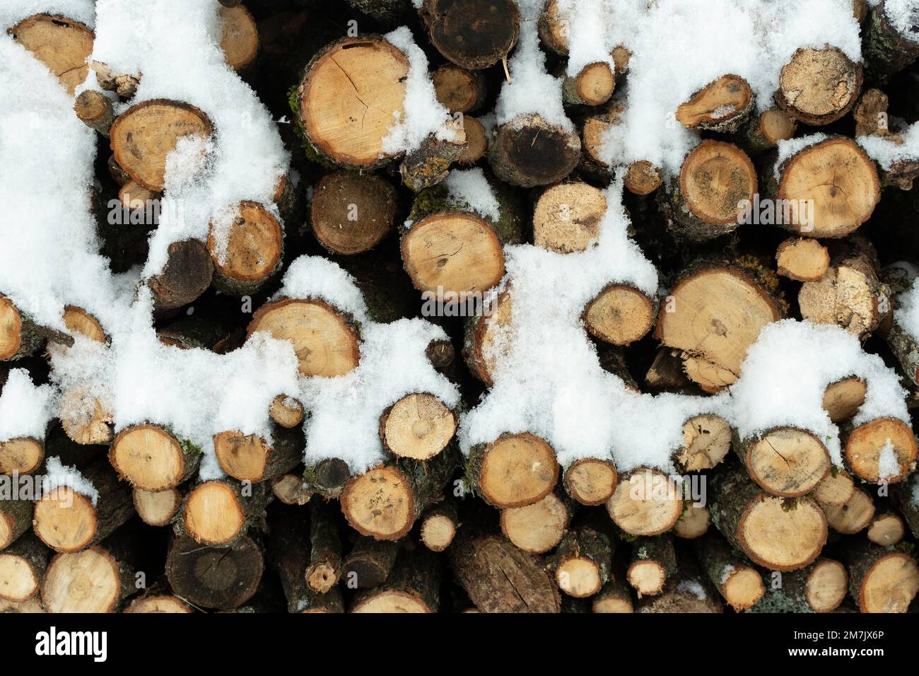 Holzstämme, die im Wald mit Schnee übereinander gestapelt sind, abschneiden Stockfoto
