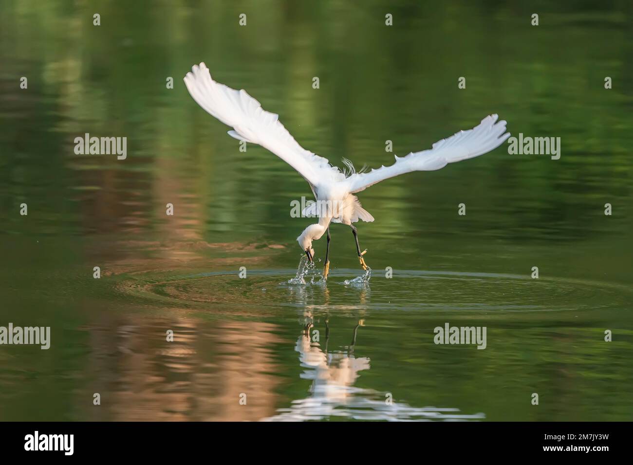 Schneebedeckte Egret waten am flachen Rand des Sees auf der Suche nach Fischen Stockfoto