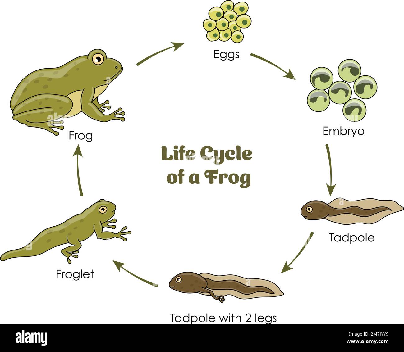 Lebenszyklus eines Frosches farbenfrohes Diagramm auf weißem Hintergrund Stock Vektor