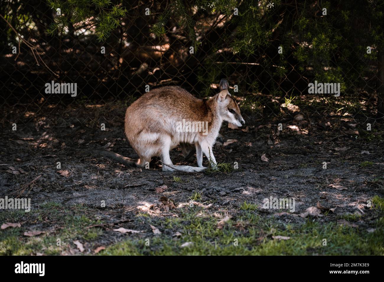 Tierwelt in Perth, Australien Stockfoto