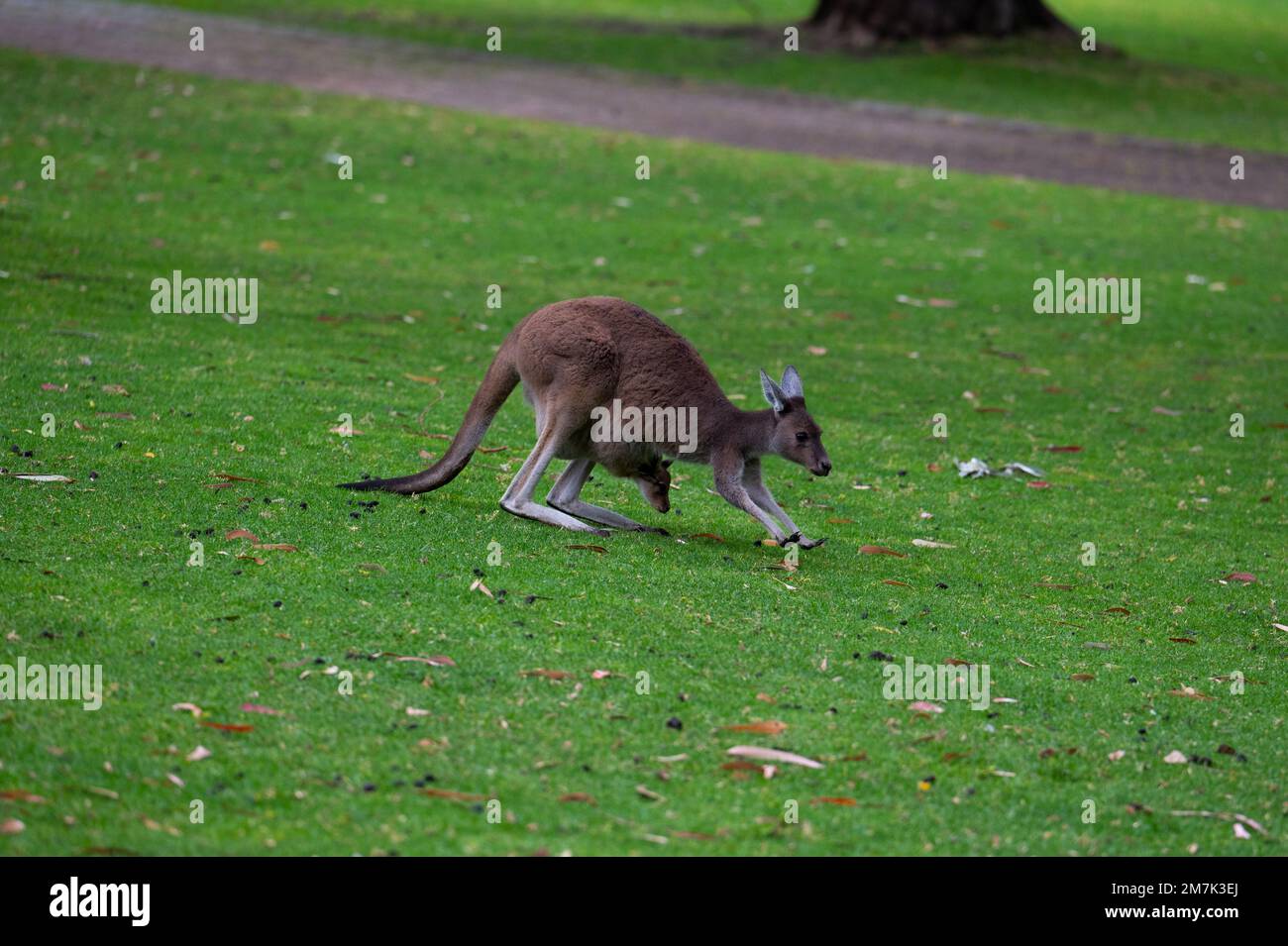 Tierwelt in Perth, Australien Stockfoto