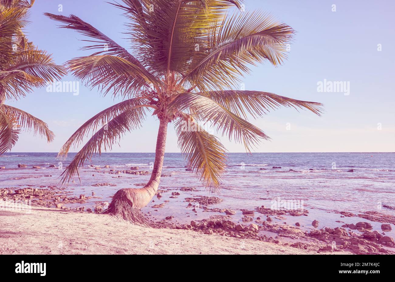 Kokospalme an einem karibischen Strand, Farbtönung angewendet, Yucatan Halbinsel, Mexiko. Stockfoto