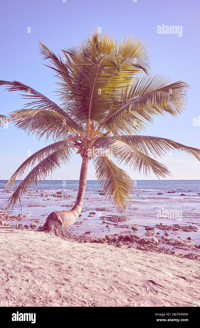 Kokospalme an einem karibischen Strand, Farbtönung angewendet, Yucatan Halbinsel, Mexiko. Stockfoto