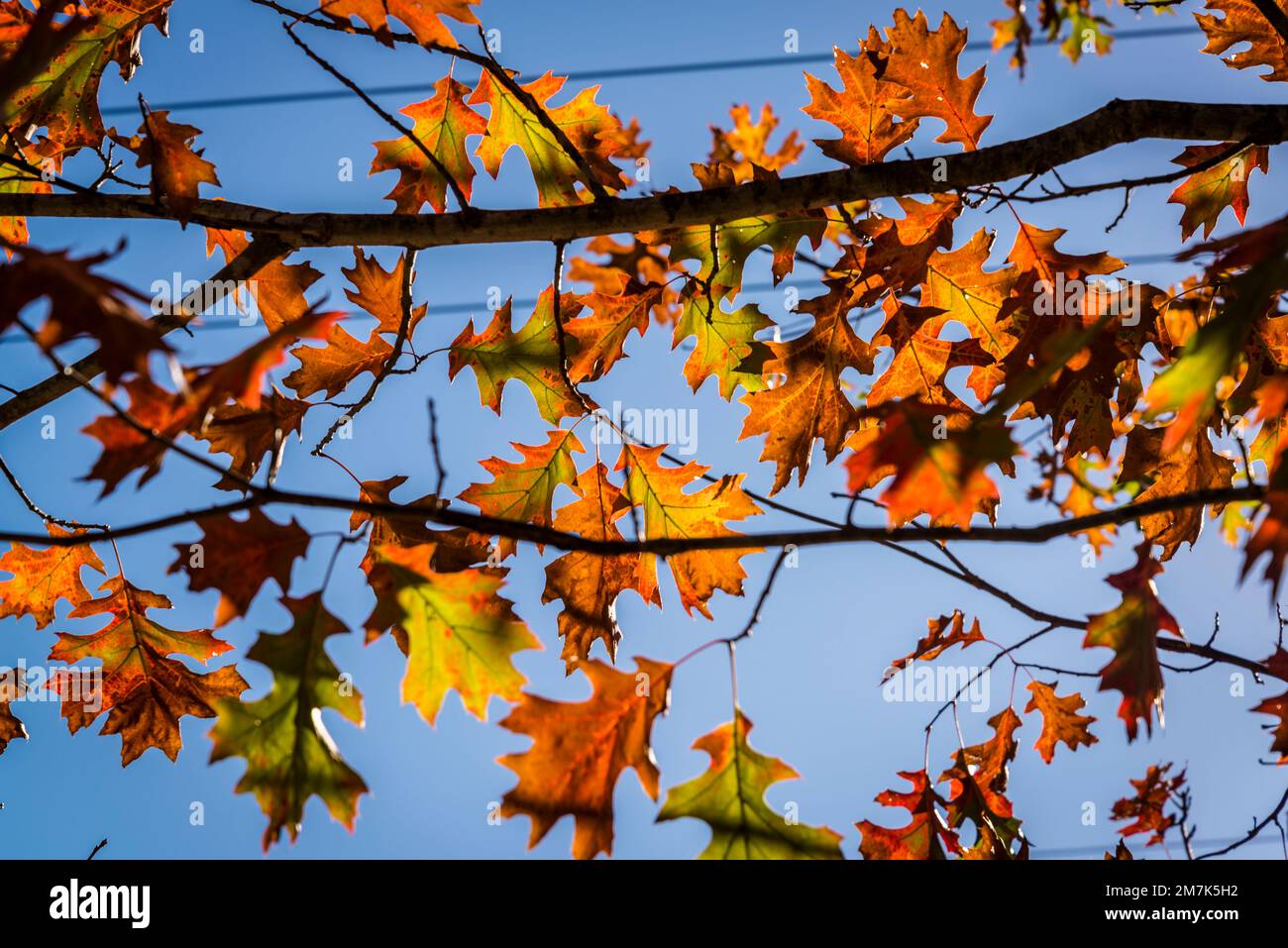 Herbstlaub, Chevy Chase. Maryland, MD, USA Stockfoto