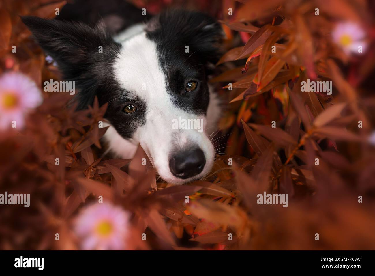 Border Collie Dog zwischen Herbststern Stockfoto