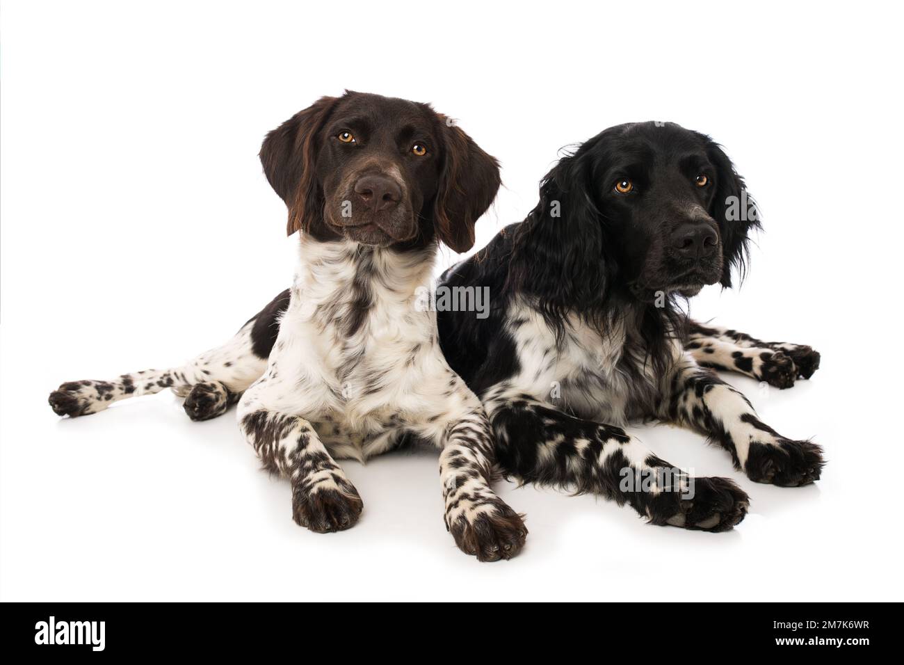 Kleine Munsterlanderhunde auf weißem Hintergrund Stockfoto