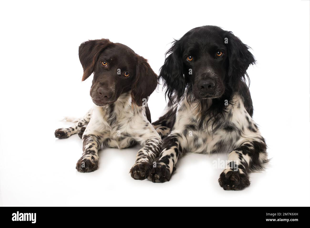 Kleine Munsterlanderhunde auf weißem Hintergrund Stockfoto