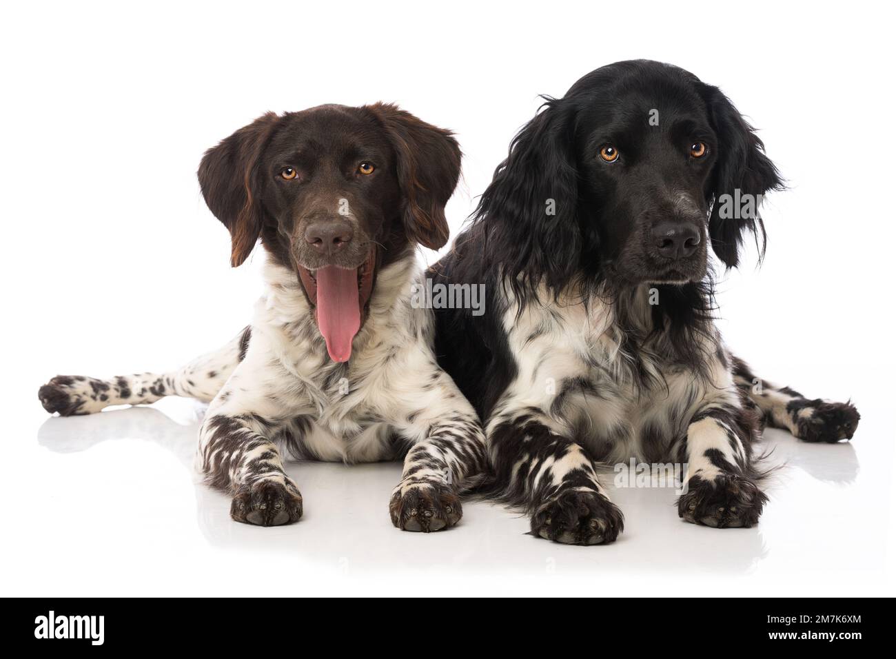 Kleine Munsterlanderhunde auf weißem Hintergrund Stockfoto
