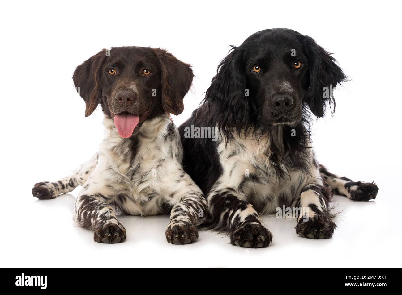 Kleine Munsterlanderhunde auf weißem Hintergrund Stockfoto
