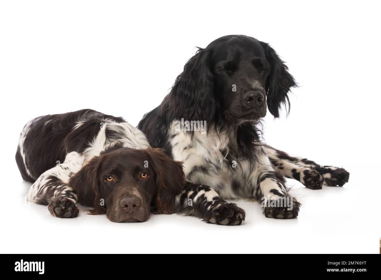 Kleine Munsterlanderhunde auf weißem Hintergrund Stockfoto