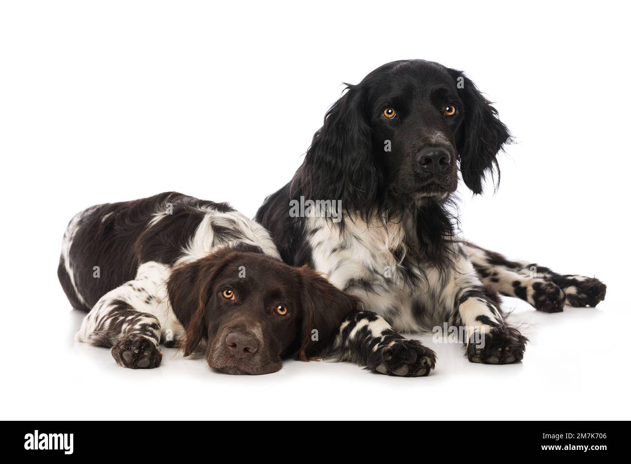 Kleine Munsterlanderhunde auf weißem Hintergrund Stockfoto