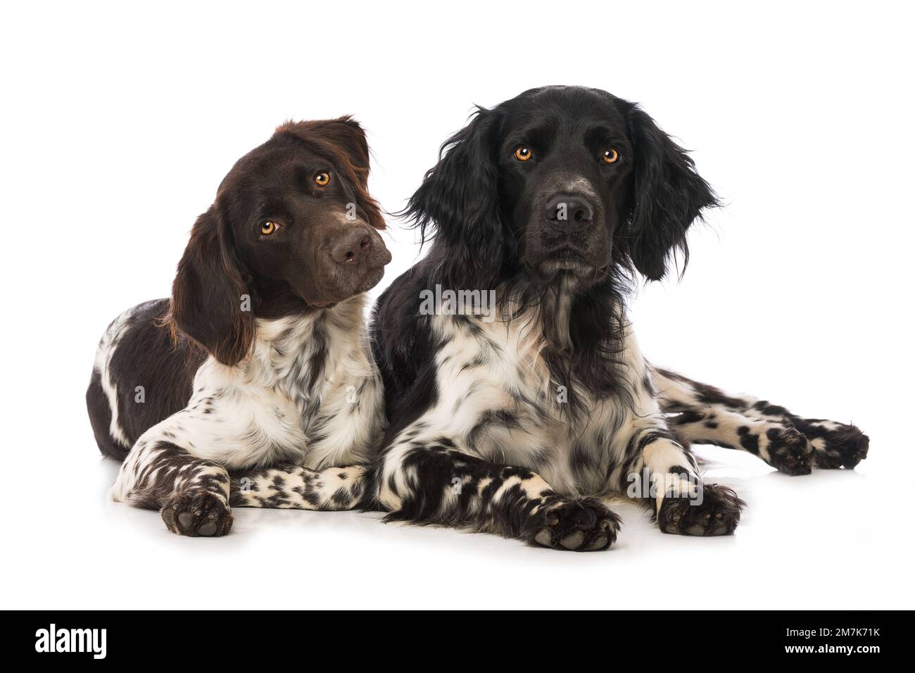 Kleine Munsterlanderhunde auf weißem Hintergrund Stockfoto