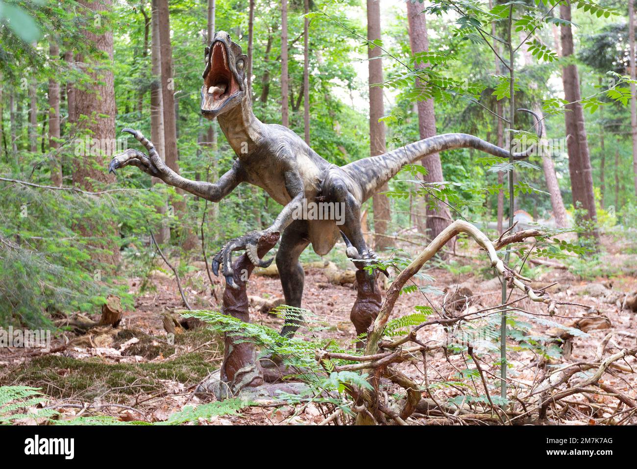 Oertijdmuseum-Boxtel-12-06-2022: Velociraptorin Green Forest, Niederlande Stockfoto