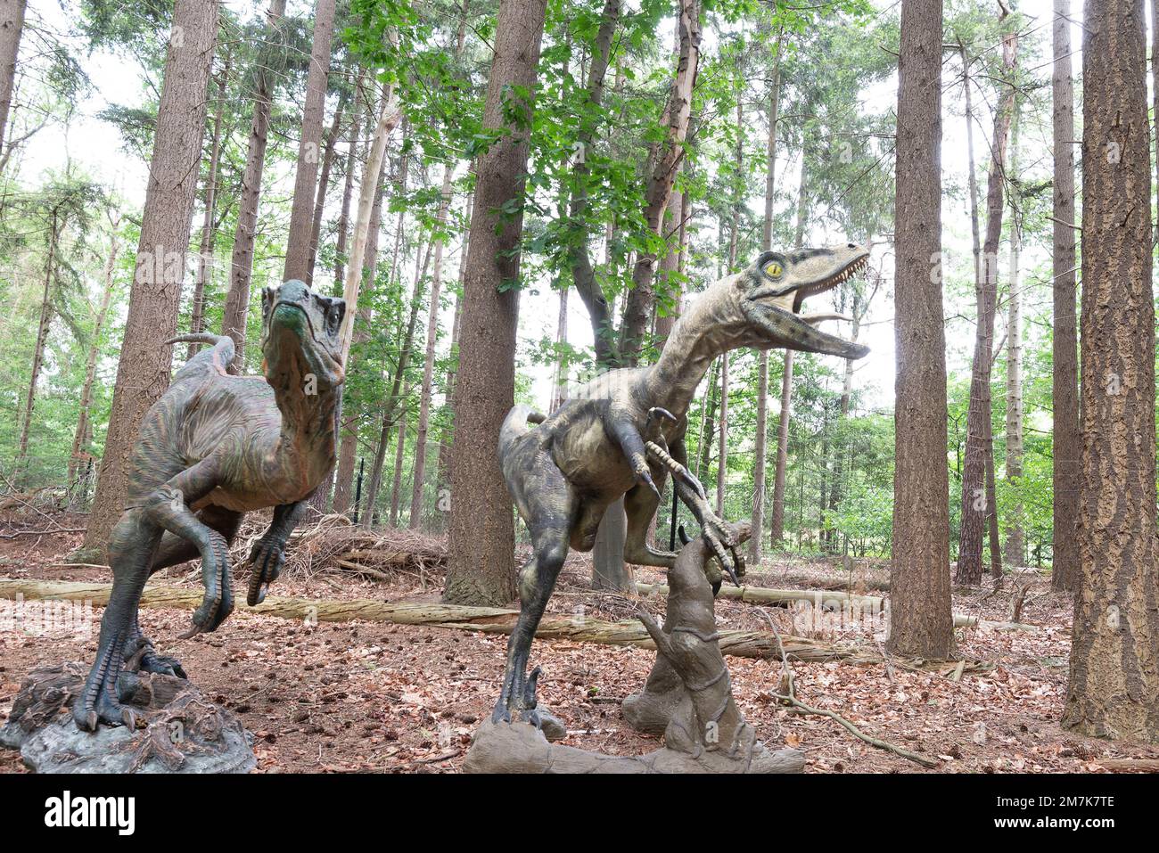 Oertijdmuseum-Boxtel-12-06-2022: Velociraptorin Green Forest, Niederlande Stockfoto