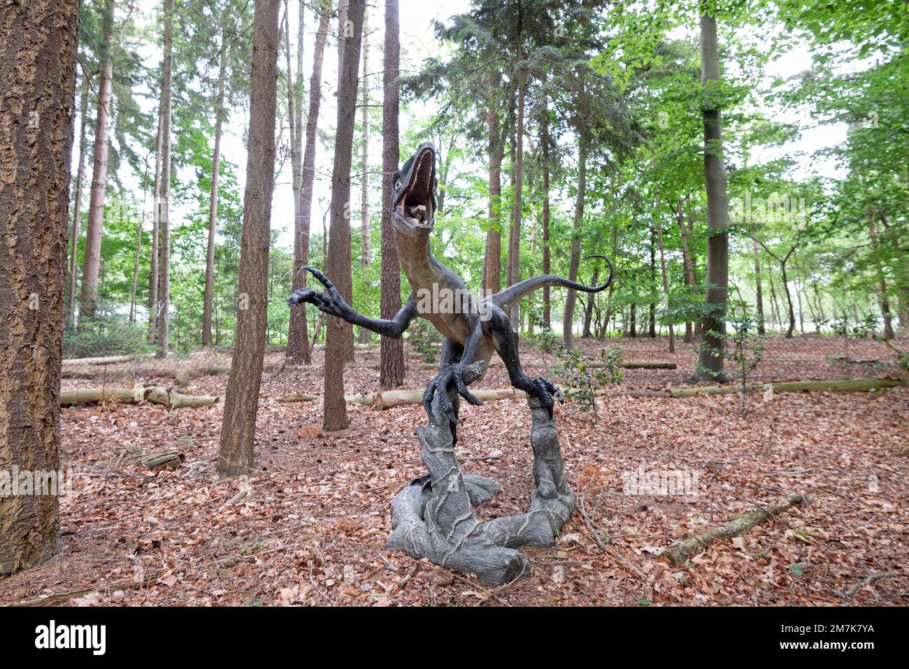 Oertijdmuseum-Boxtel-12-06-2022: Velociraptorin Green Forest, Niederlande Stockfoto