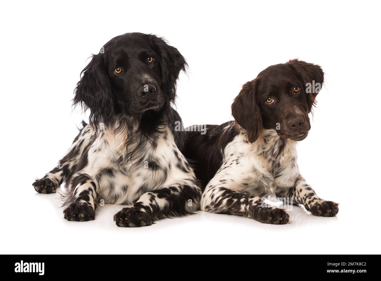 Kleine Munsterlanderhunde auf weißem Hintergrund Stockfoto