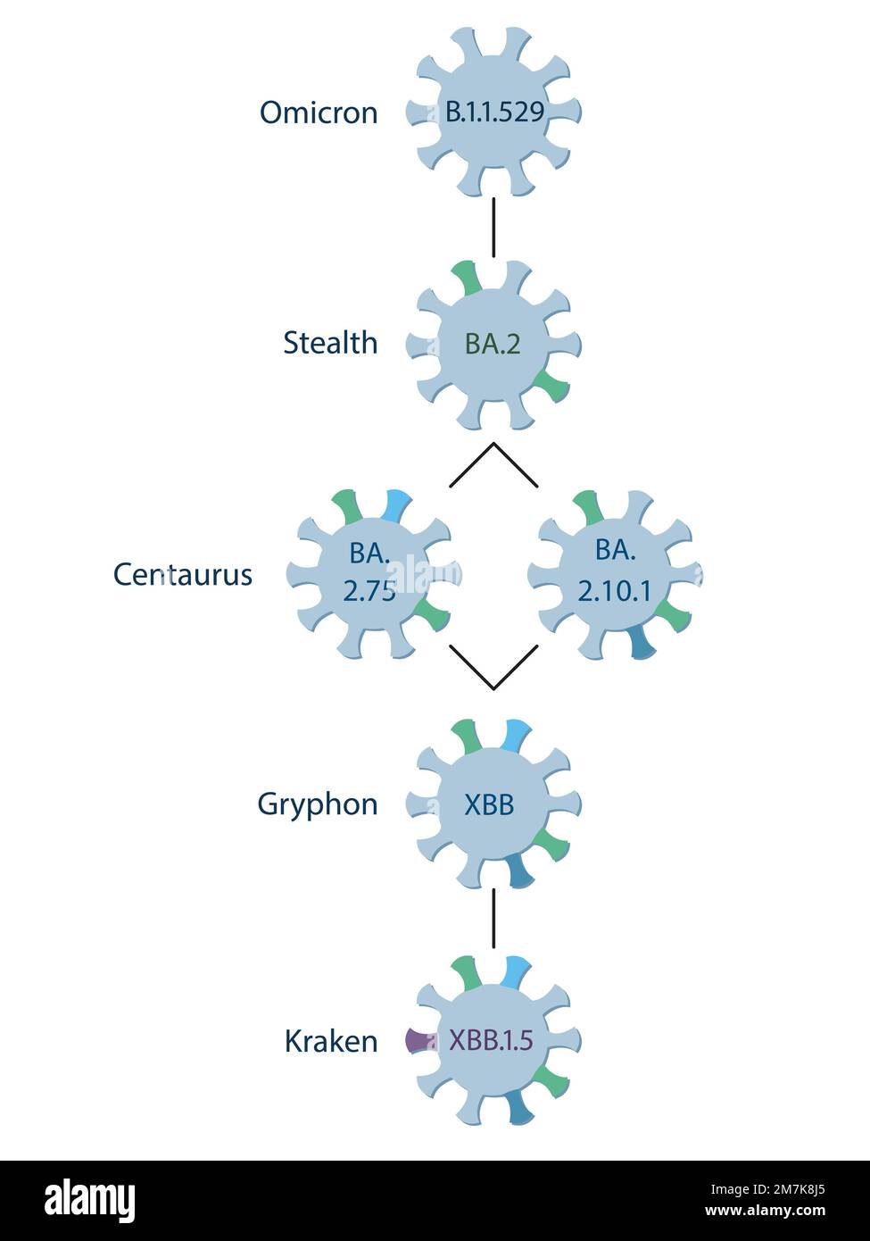 Ein schematisches Diagramm zeigt den Ursprung und die Entwicklung einer Subvariante XBB.1,5, die relativ zur XBB-Variante ist. Omicron Sublineages. Stock Vektor