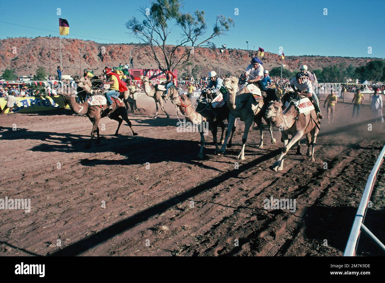 Australien. Nördliches Territorium. Alice Springs. Kamel-Cup-Rennen. Stockfoto
