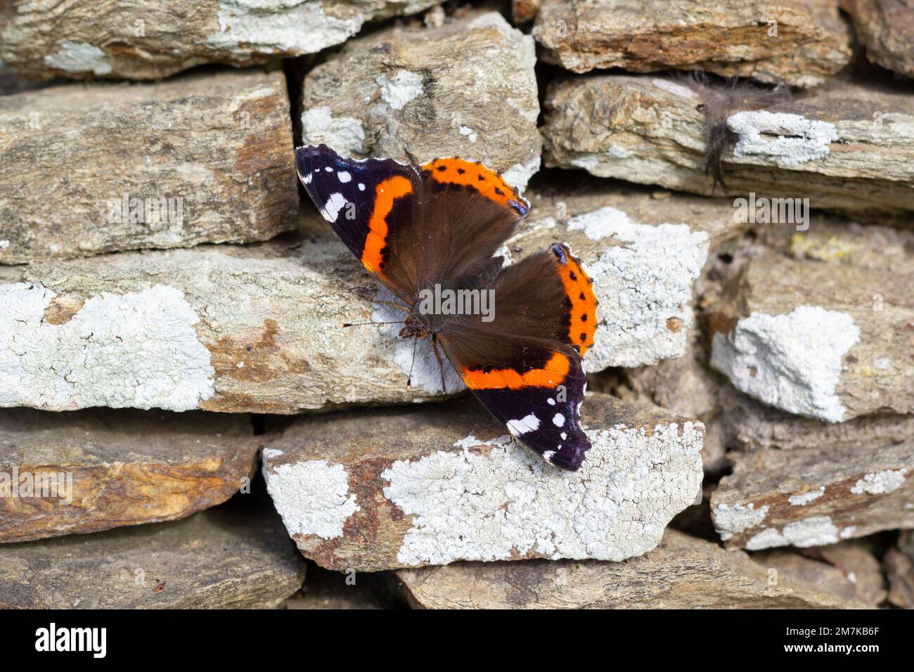 Wunderschöner Schmetterling, der an der Felswand sitzt Stockfoto