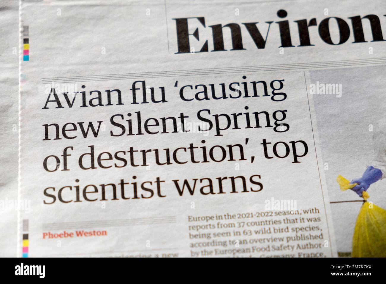 'Vogelgrippe 'verursacht neue Stille Quelle der Zerstörung' Top Wissenschaftler warnt' Guardian Schlagzeile Umwelt Vogelgrippe Artikel 24. Dezember 2022 Stockfoto