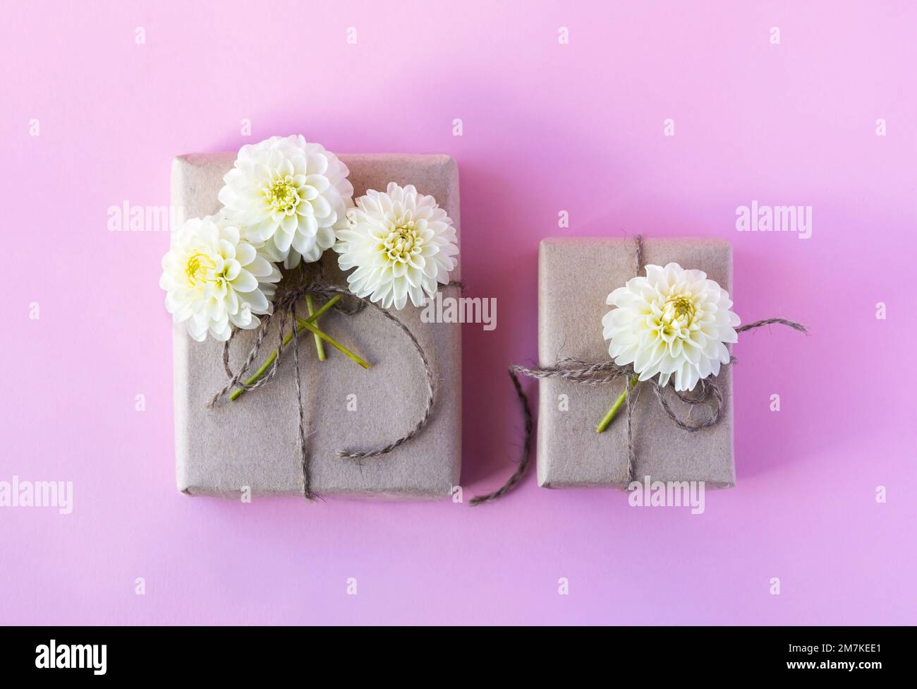 Zwei Geschenkboxen aus grauem Kunsthandwerk mit weißen Dahlienblumen auf pinkfarbenem Hintergrund für die Feiertage. Stockfoto