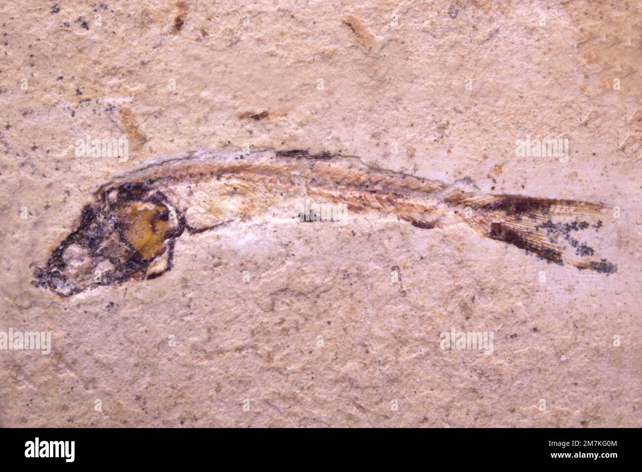 Fossilfisch Leedsichthys lewis, Kretakisch, Cenomaniense (Cenomanisch), Libanon Stockfoto