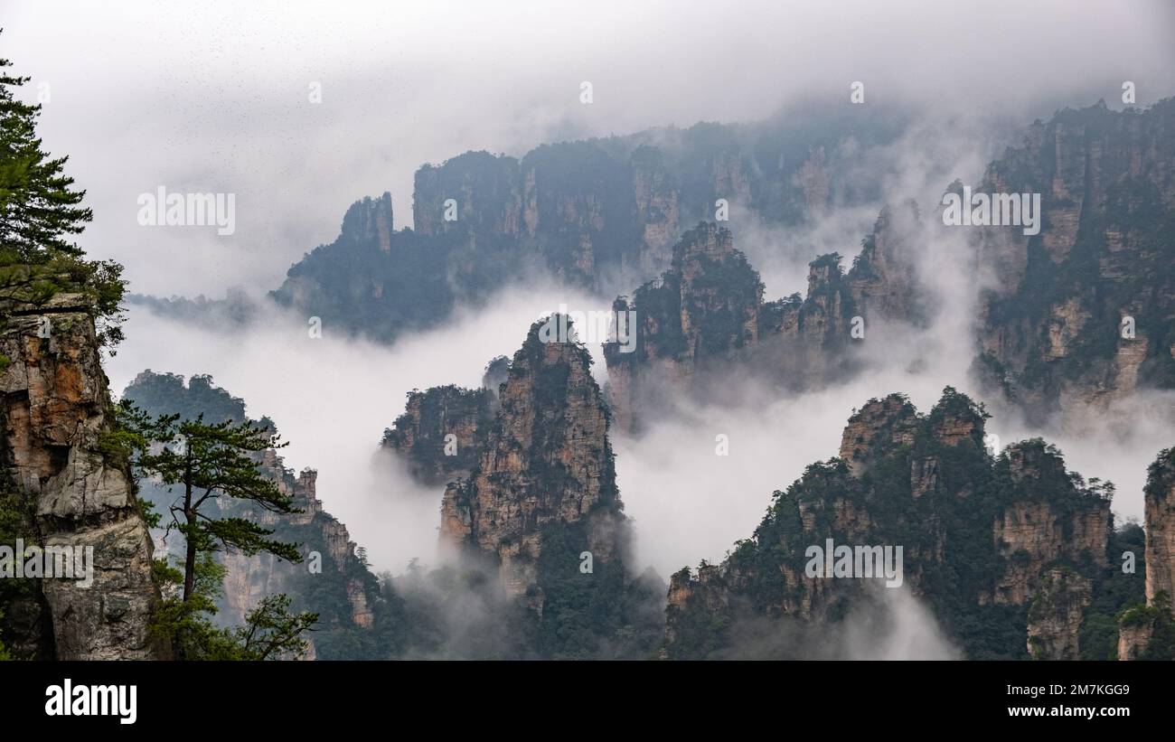 Zhangjiajie National Forest Park. Panoramablick über die Klippen und Berge in den Wolken. Der Avatar-Berg ist über dem Hintergrund nebiger Wolken. Stockfoto