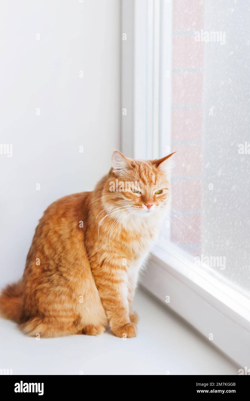 Die Ingwerkatze sitzt auf dem Fensterbrett. Flauschiges Haustier zu Hause, während draußen Schnee fällt. Gute doppelt verglaste Fenster machen das Zuhause warm und komfortabel. Stockfoto