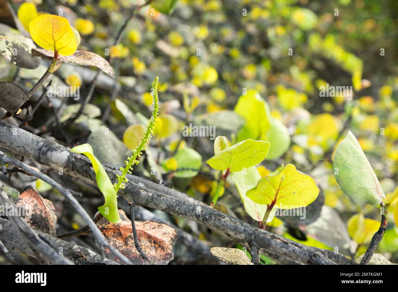 Details einer Landschaft voller Wasserpflanzen an den karibischen Stränden in Aguilla Stockfoto