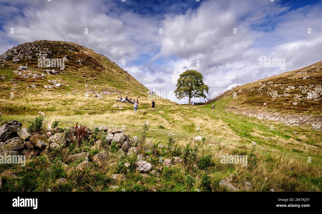 Sycamore Gap an der Hadrian's Wall, Northumberland National Park in der Nähe von Haltwhistle. Stockfoto