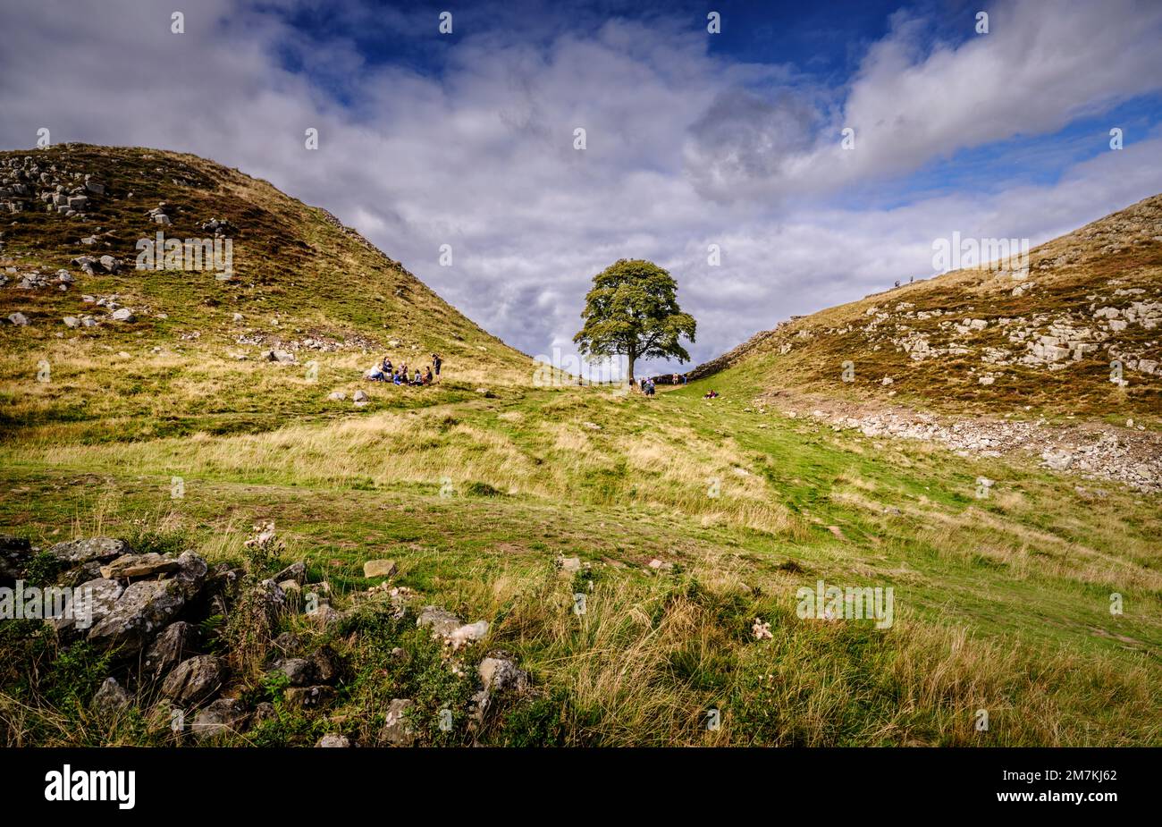 Sycamore Gap an der Hadrian's Wall, Northumberland National Park in der Nähe von Haltwhistle. Stockfoto
