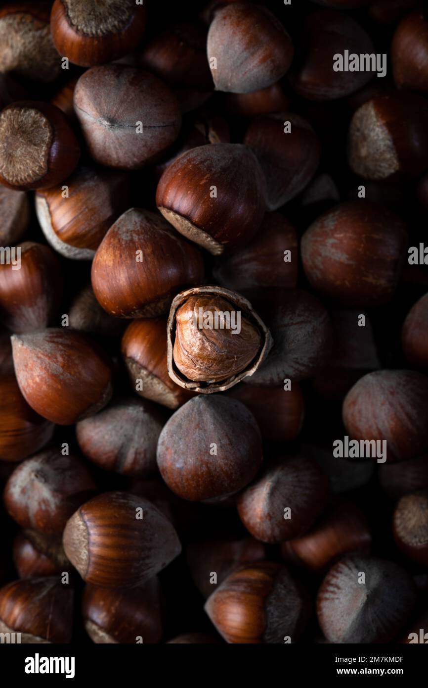 Viele braune Haselnüsse in der Muschel, Draufsicht. Viele Haselnüsse in Muscheln, Nahaufnahme. Flach verlegt. Stockfoto