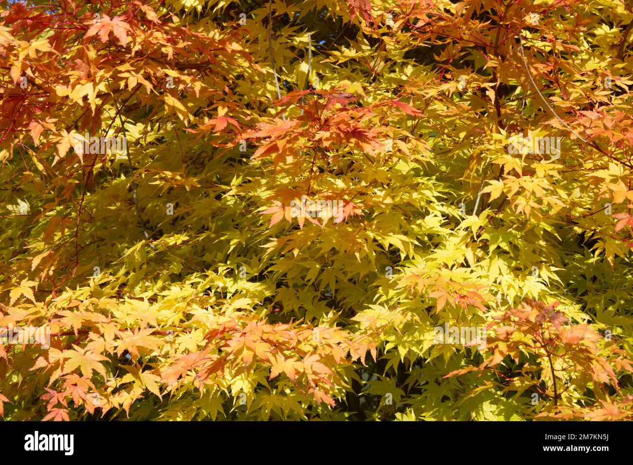 Herbstlaub von Ahorn mit Korallenrinde Acer palmatum Sango-kaku im britischen Garten Oktober Stockfoto