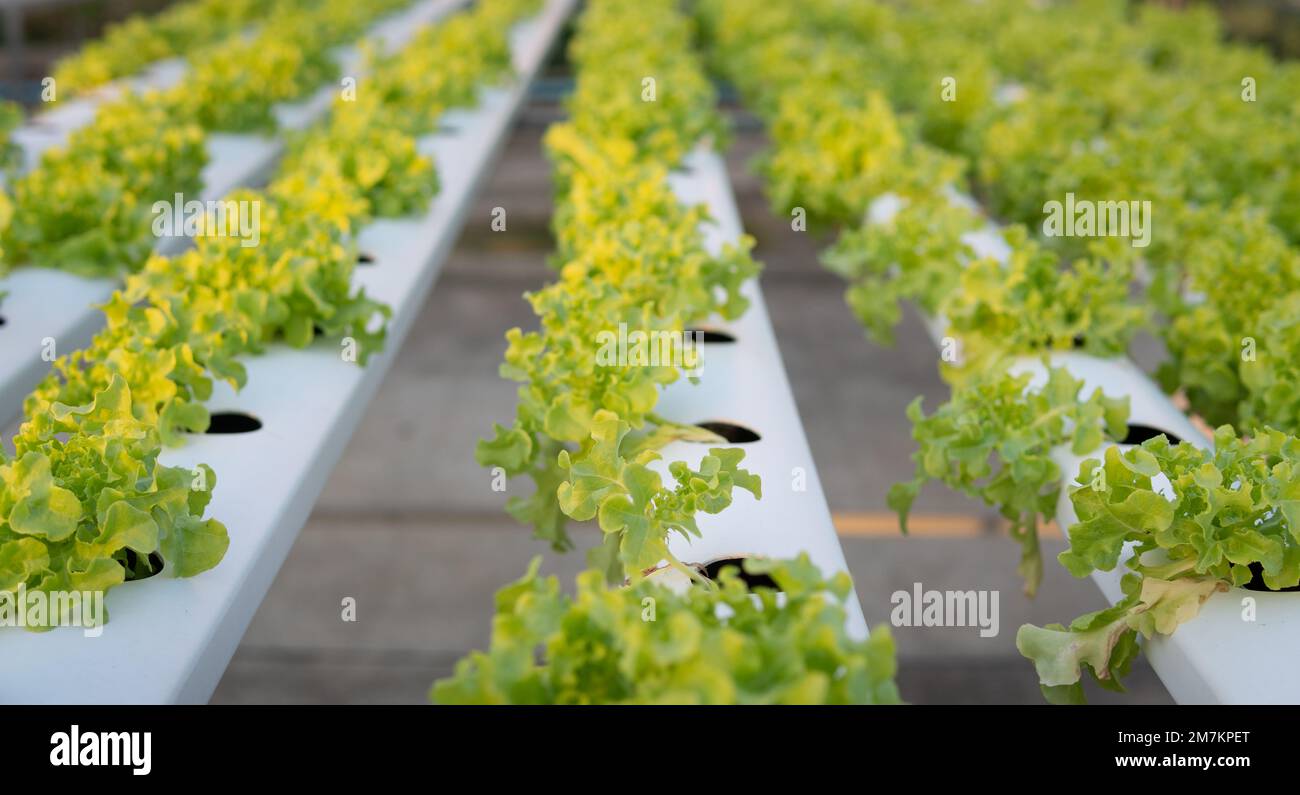 Grüne Salatblätter im Gemüsefeld. Gartenarbeit mit grünen Salatpflanzen im Gewächshaus. Hydroponische gesunde Plantagennahrung in Summe Stockfoto