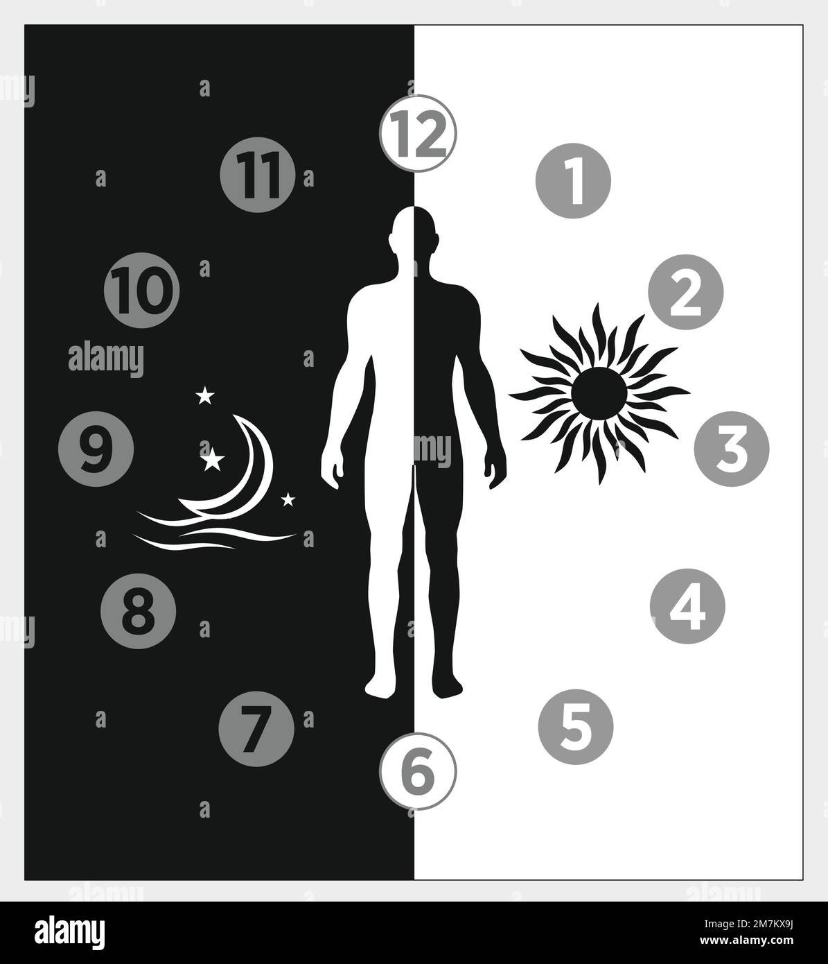 Vektordiagramm der Schlaf-wach-Zyklusphase und -Phase. Biologische Hirn- und Körperprozesse im Umdenken, Tiefenentspannung Stock Vektor