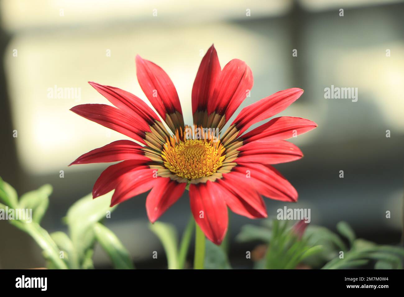 Nahaufnahme einer Blume aus Gazania, einer Schatzblume in voller Blüte, gelbem Gazania, Rigens aus Gazania (auch bekannt als Gazania Splendens) Stockfoto