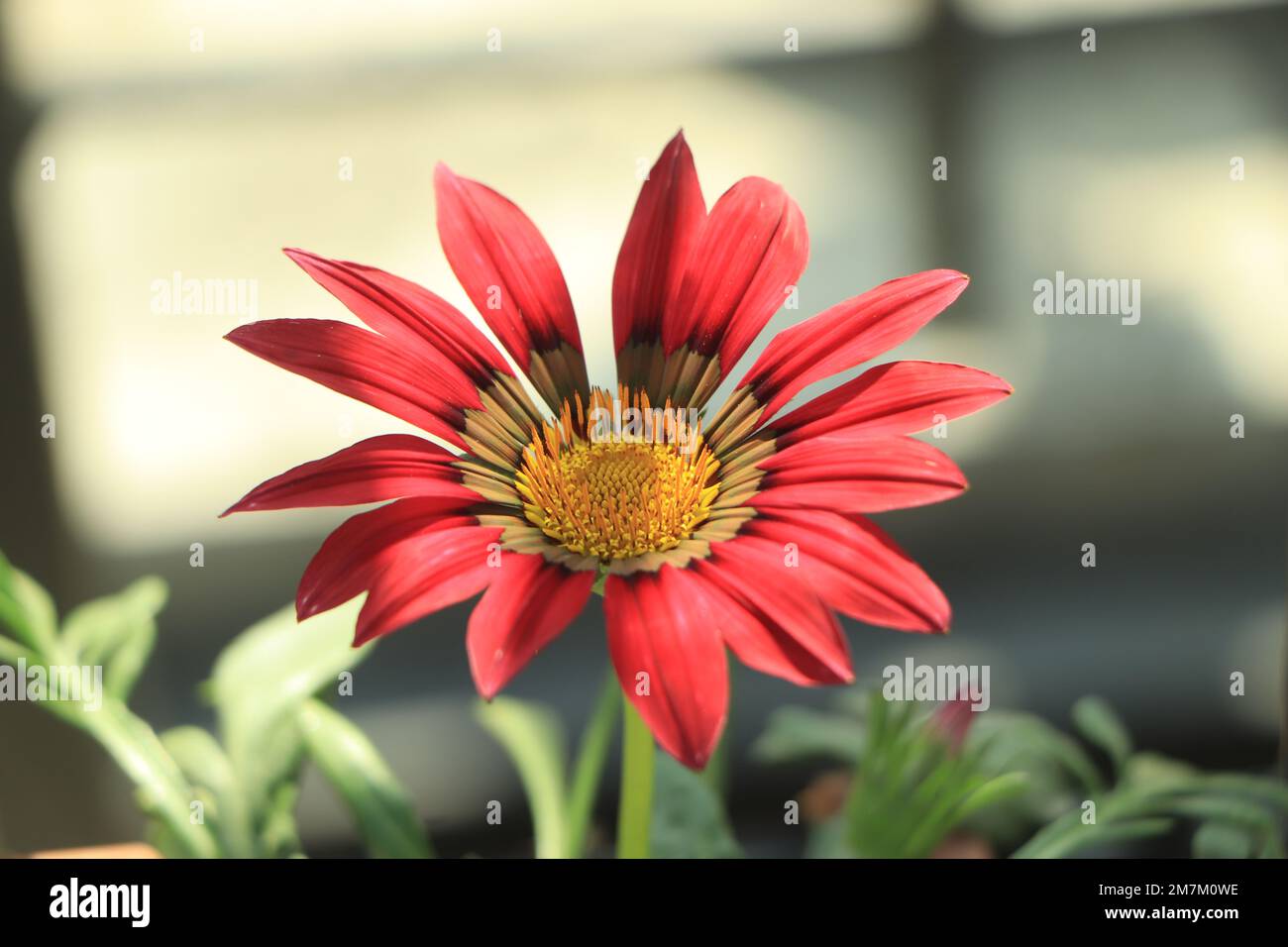 Farbenfrohe Linearis-Blumen aus Gazania, aus der Nähe. Gazania ist eine Zierblütenpflanze der Familie der Asteraceae. Stockfoto