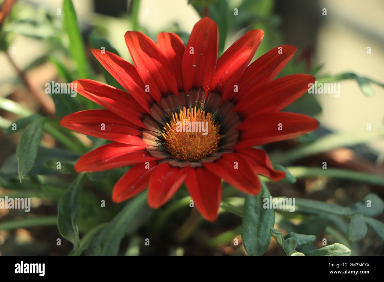 Rot-orangefarbene Gazanenblüten im Hintergrund Stockfoto
