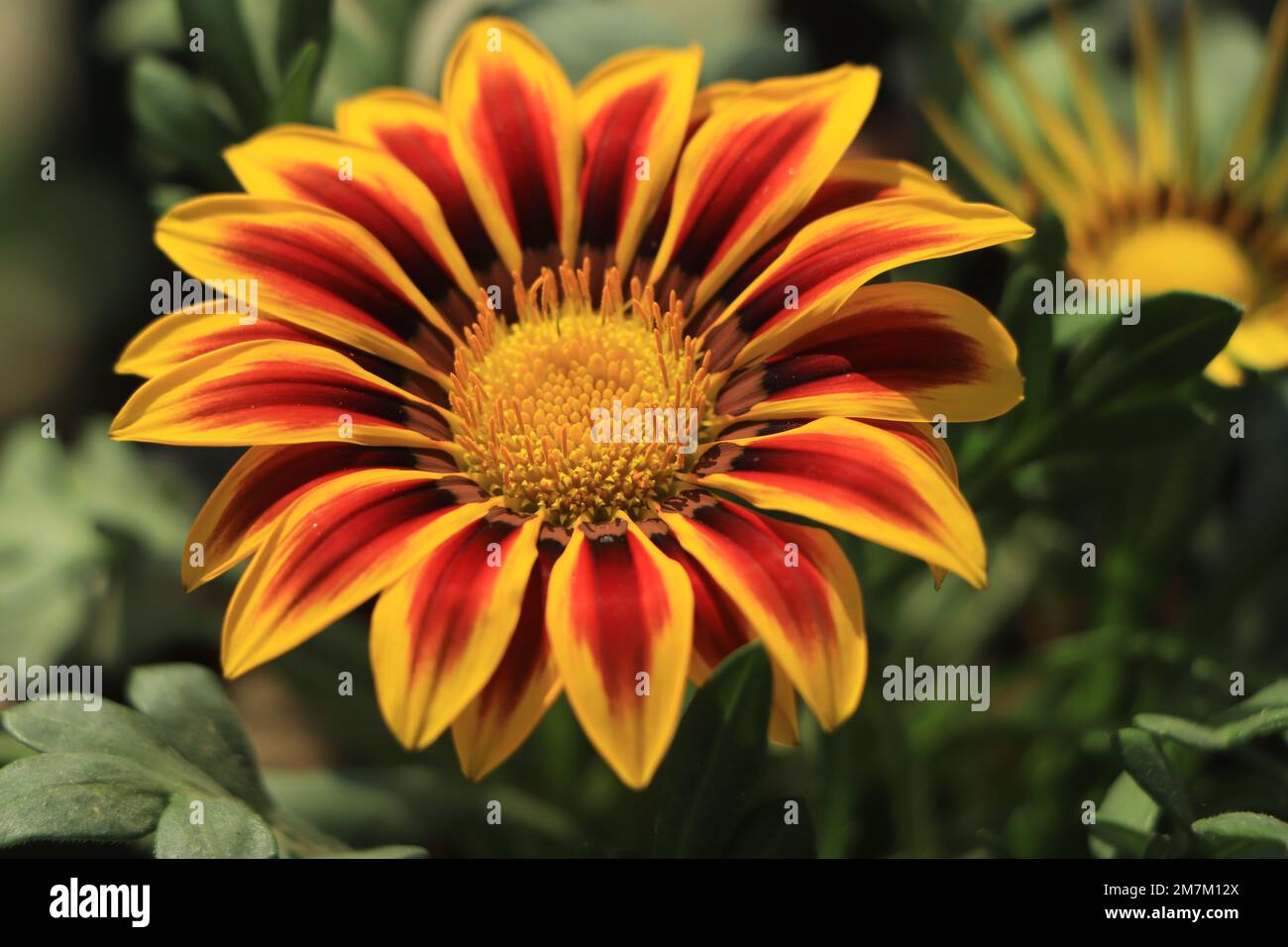 Blühende Gazanenblumen oder afrikanische Gänseblümchen in einem Garten mit grünem Hintergrund Stockfoto