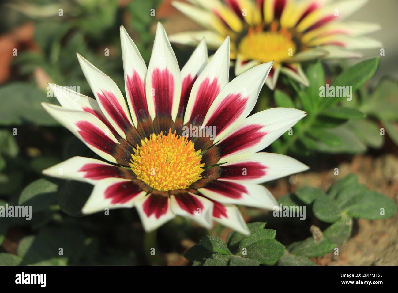 Gazania rigens (G. splendens) - Schatzblume, Küstengazania Stockfoto