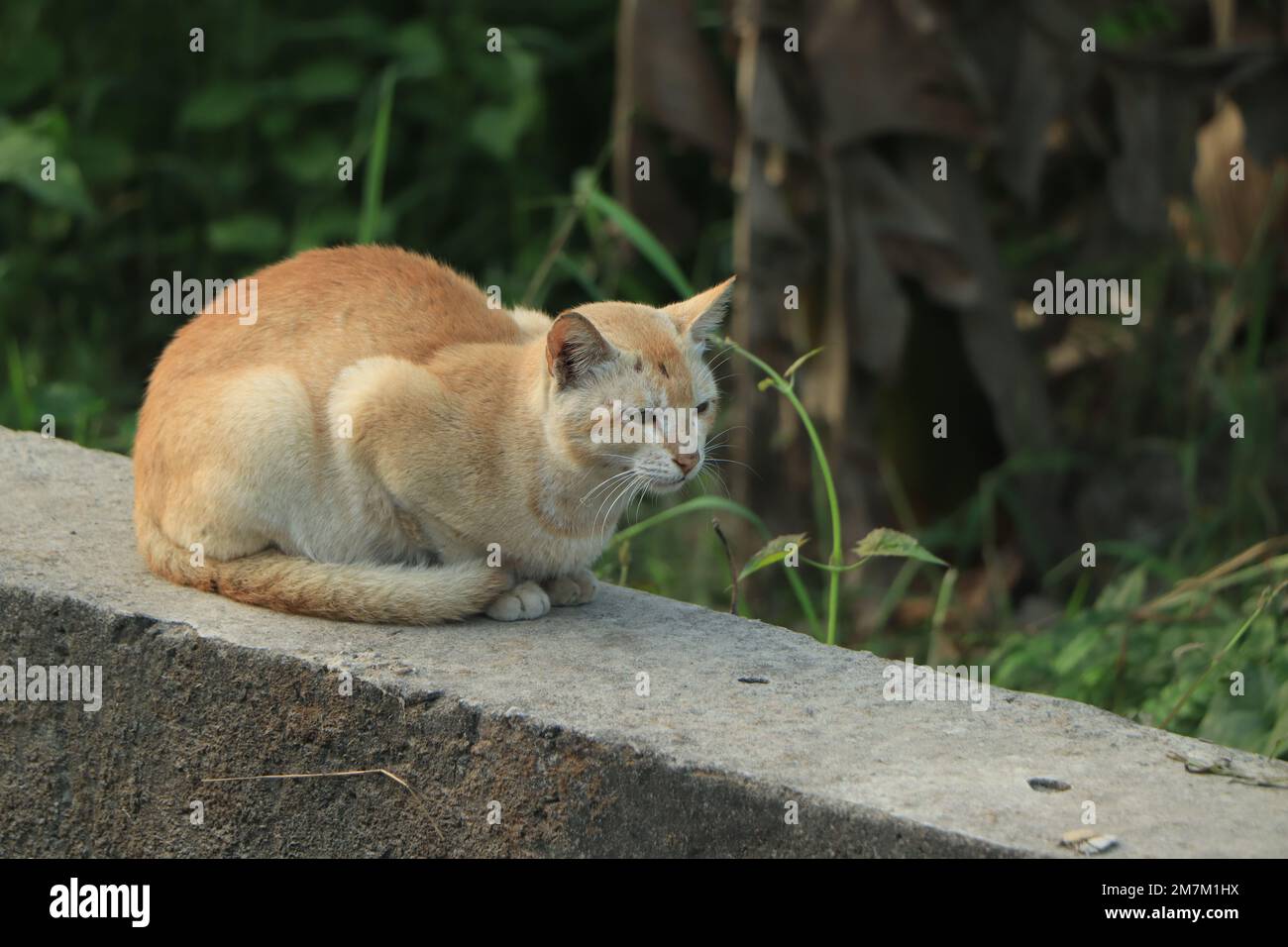 Schöne braune Katze, die an der Wand sitzt Stockfoto