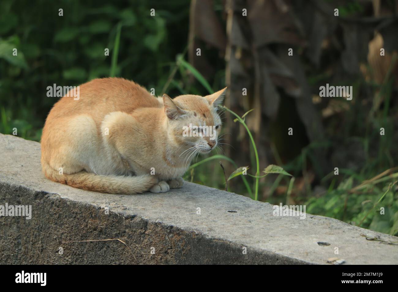 Die braune Katze sitzt an der Wand und sieht gerade aus Stockfoto