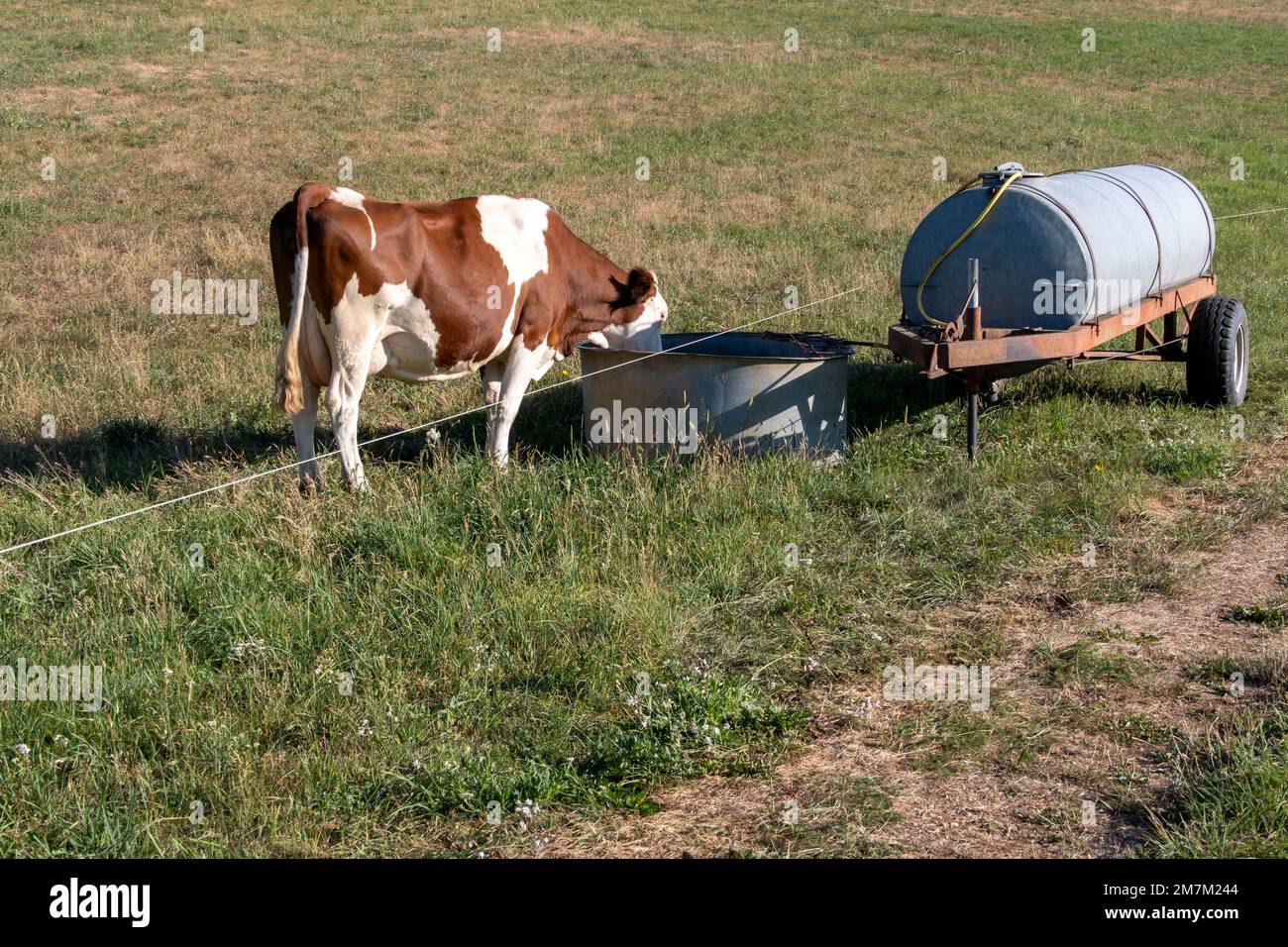Monbeliard (Rinderzucht)-Kuh-Trinkwasser in der Nähe einer Zisterne auf einem Feld im Sommer Stockfoto