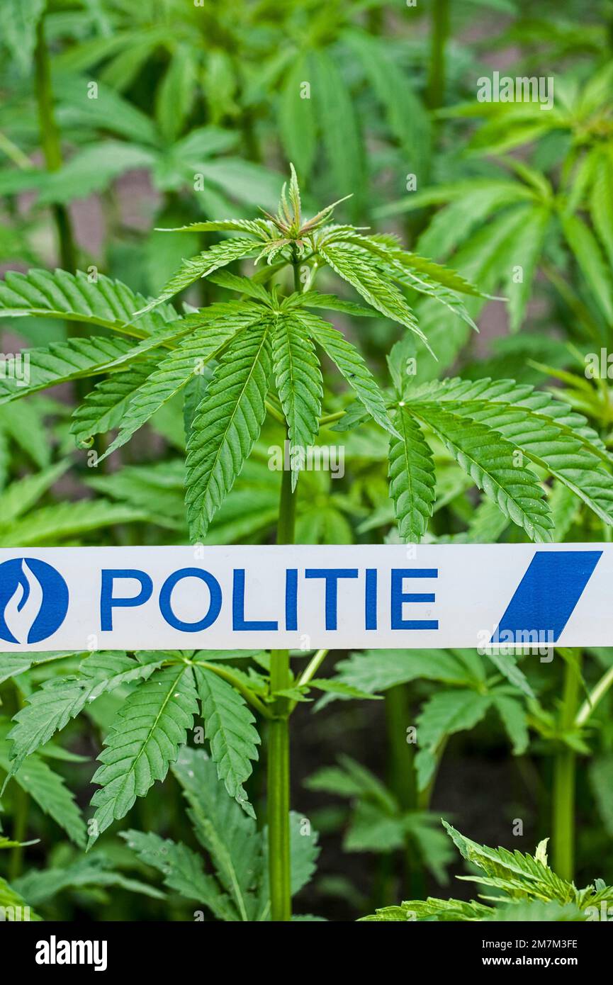 belgische politie/Polizeiband vor Cannabis-/Hanfpflanzen (Cannabis sativa), die in einer Plantage wachsen Stockfoto